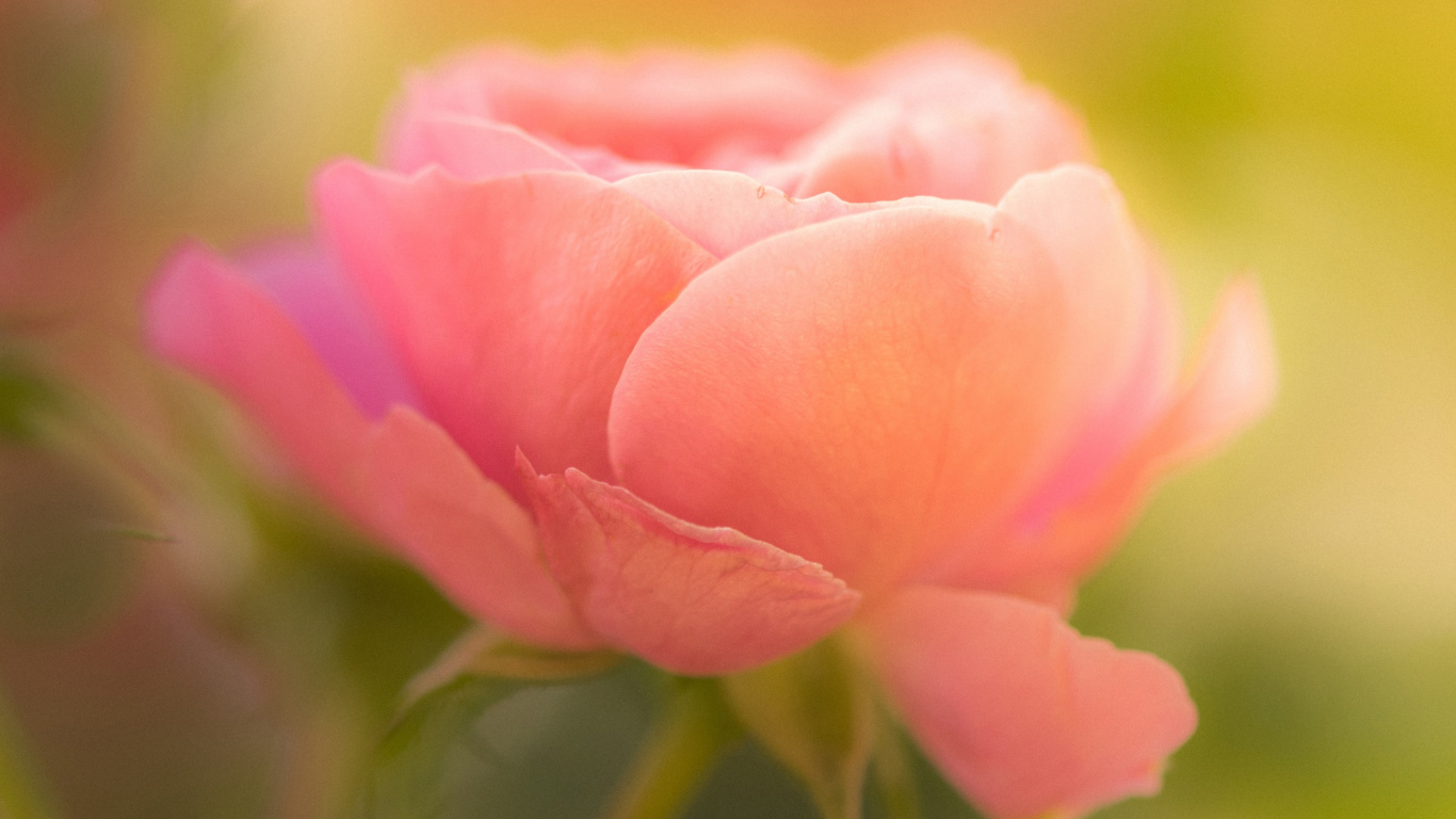 Обои лепесток, сад роз, цветок, растение, окружающая среда в разрешении 1366x768