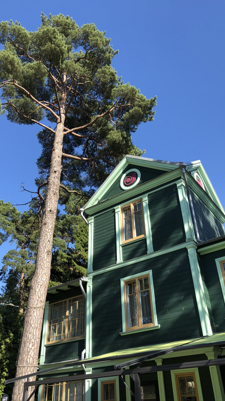 Обои дерево, лист, свойство, хвойное дерево, створки окна в разрешении 750x1334