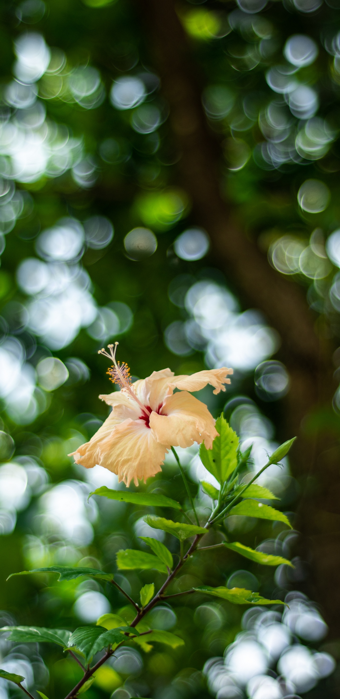 Обои лист, цветок, стебель растения, зеленый, растение в разрешении 1440x2960