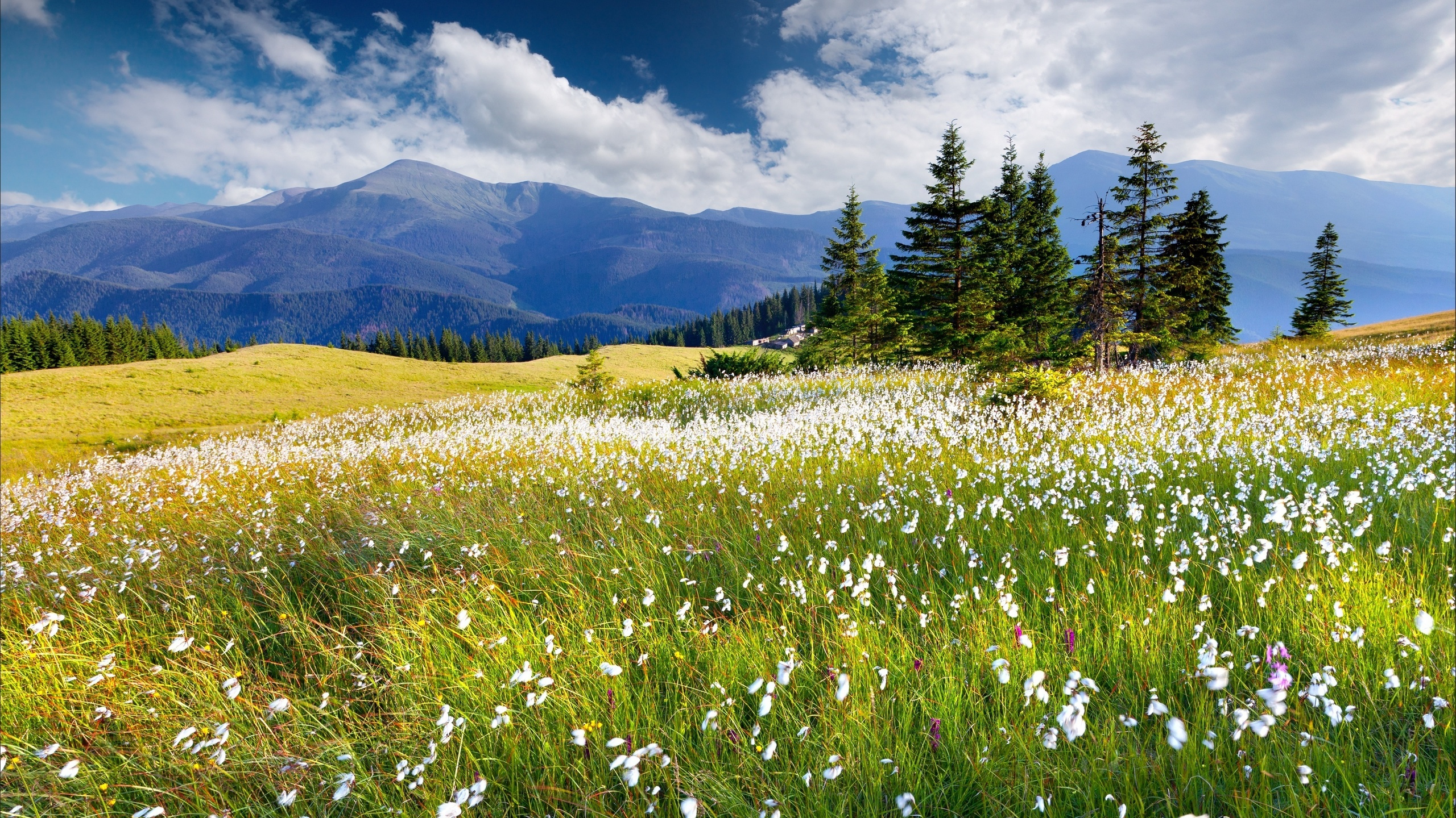 Обои природа, луг, сенокосное угодье, дикая местность, природный заповедник в разрешении 2560x1440