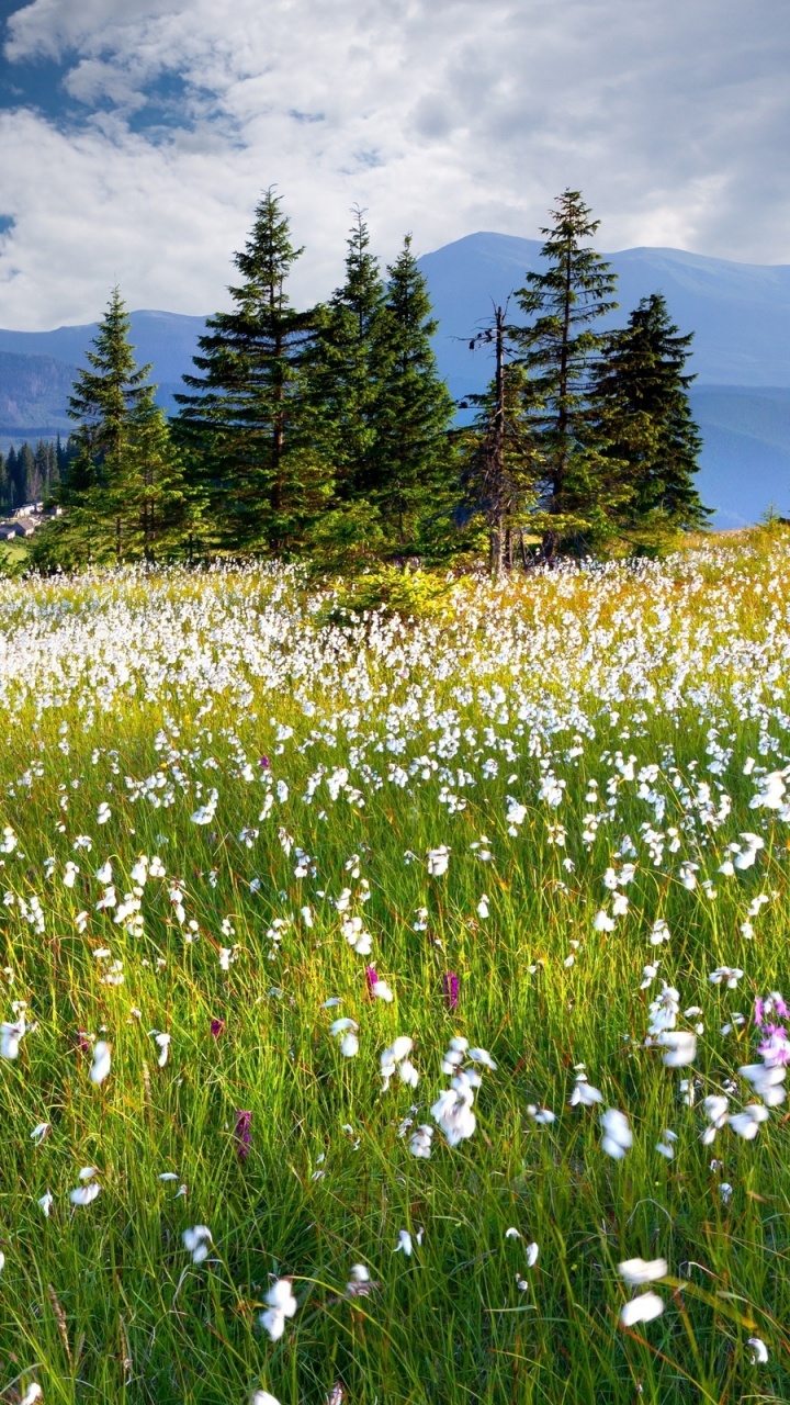 Обои природа, луг, сенокосное угодье, дикая местность, природный заповедник в разрешении 720x1280