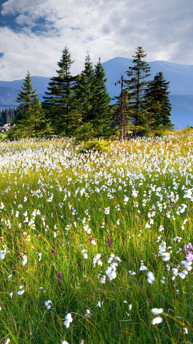 Обои природа, луг, сенокосное угодье, дикая местность, природный заповедник в разрешении 750x1334