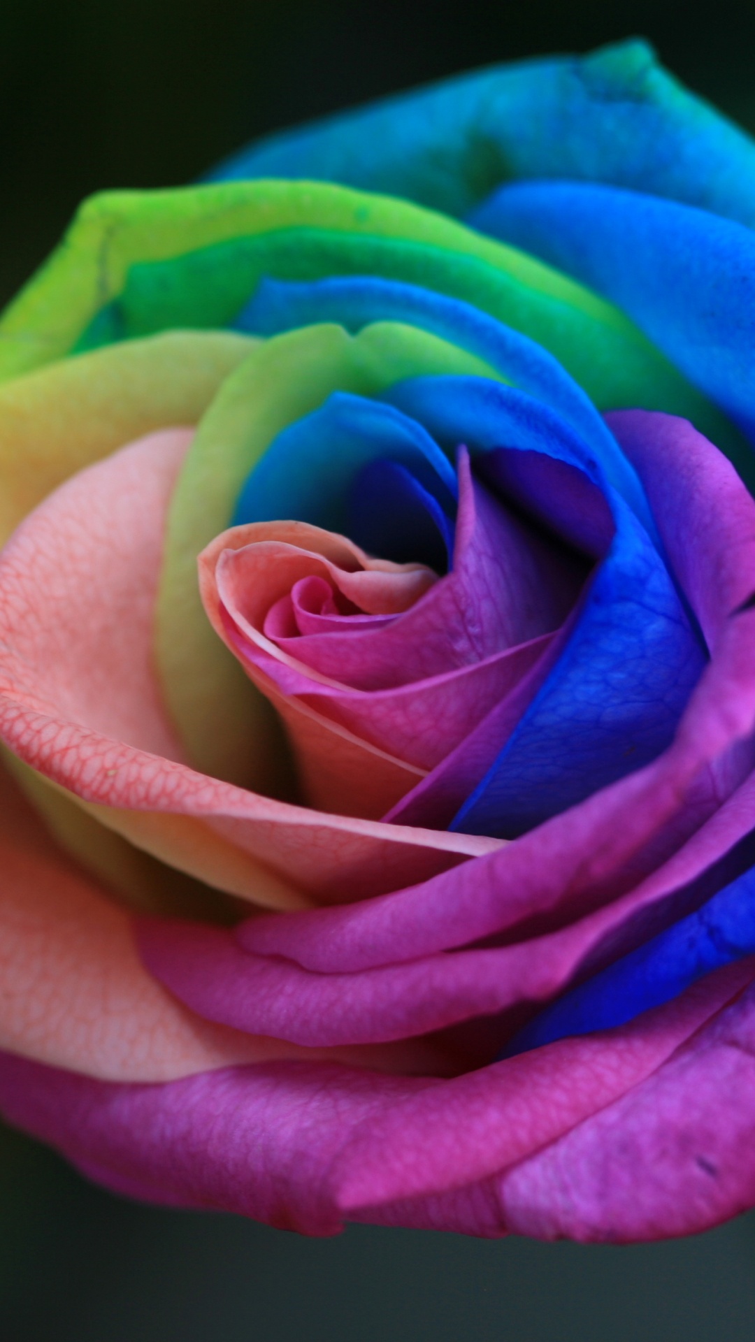 Обои Роза, цветок, семья Роуз, Радуга Роуз, цветковое растение в разрешении 1080x1920