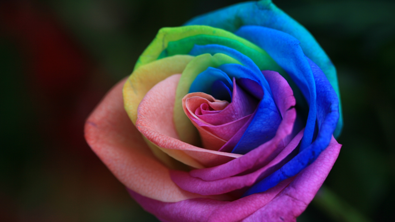Обои Роза, цветок, семья Роуз, Радуга Роуз, цветковое растение в разрешении 1280x720