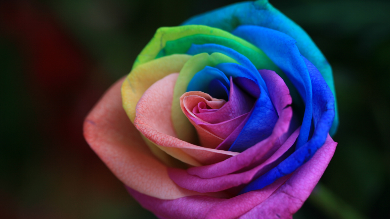 Обои Роза, цветок, семья Роуз, Радуга Роуз, цветковое растение в разрешении 1366x768