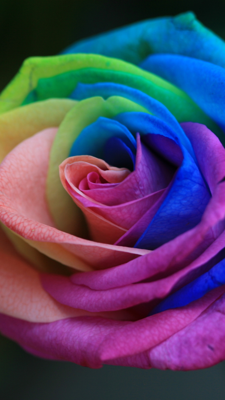 Обои Роза, цветок, семья Роуз, Радуга Роуз, цветковое растение в разрешении 750x1334