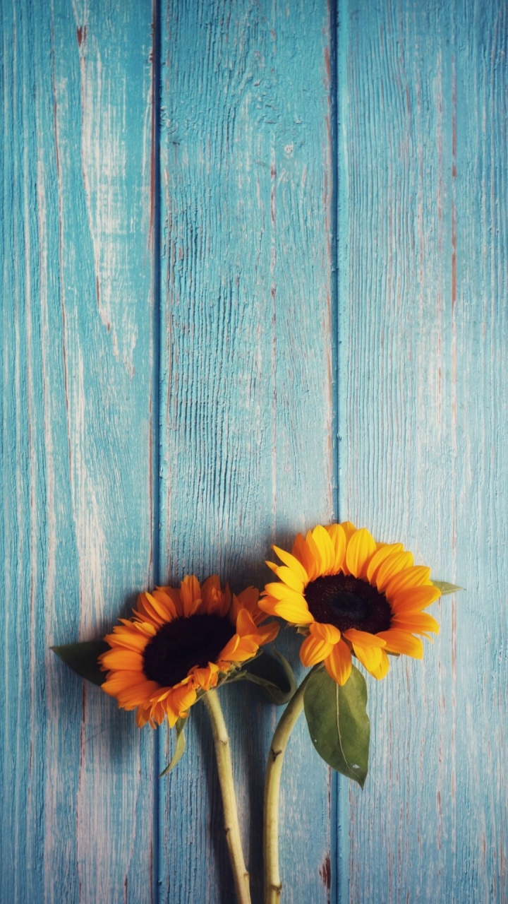 Обои подсолнечник, цветок, красочность, лепесток, лист в разрешении 720x1280