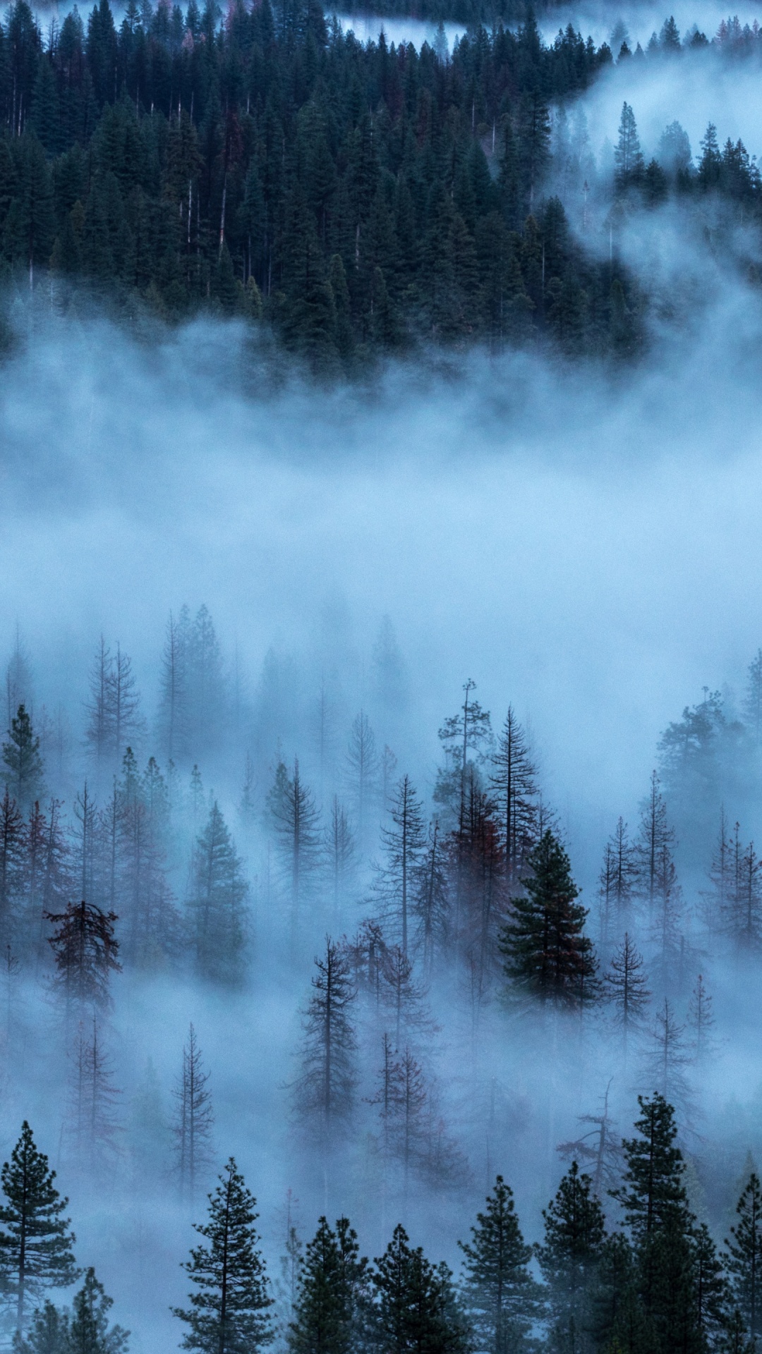 Обои туман, природа, дерево, небо, деревья в разрешении 1080x1920