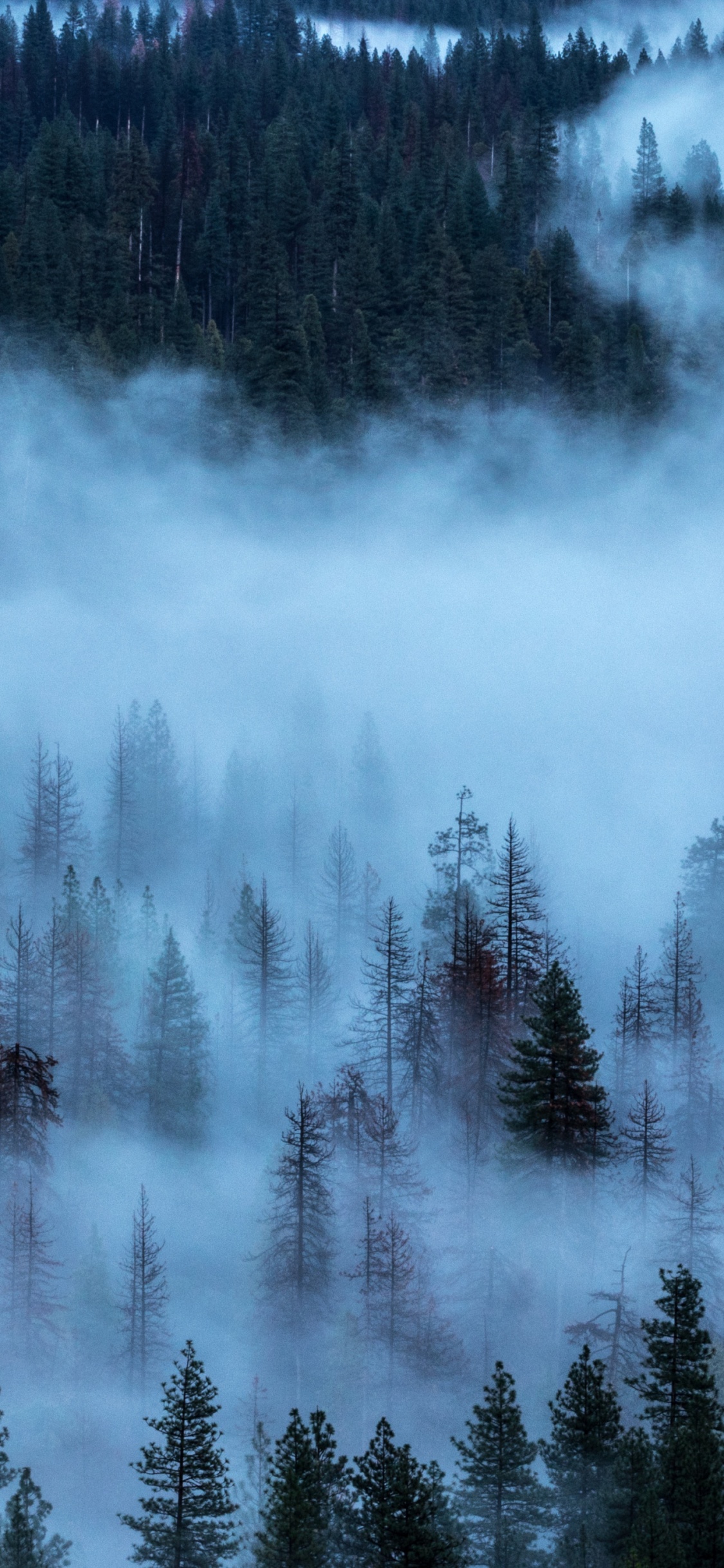 Обои туман, природа, дерево, небо, деревья в разрешении 1125x2436