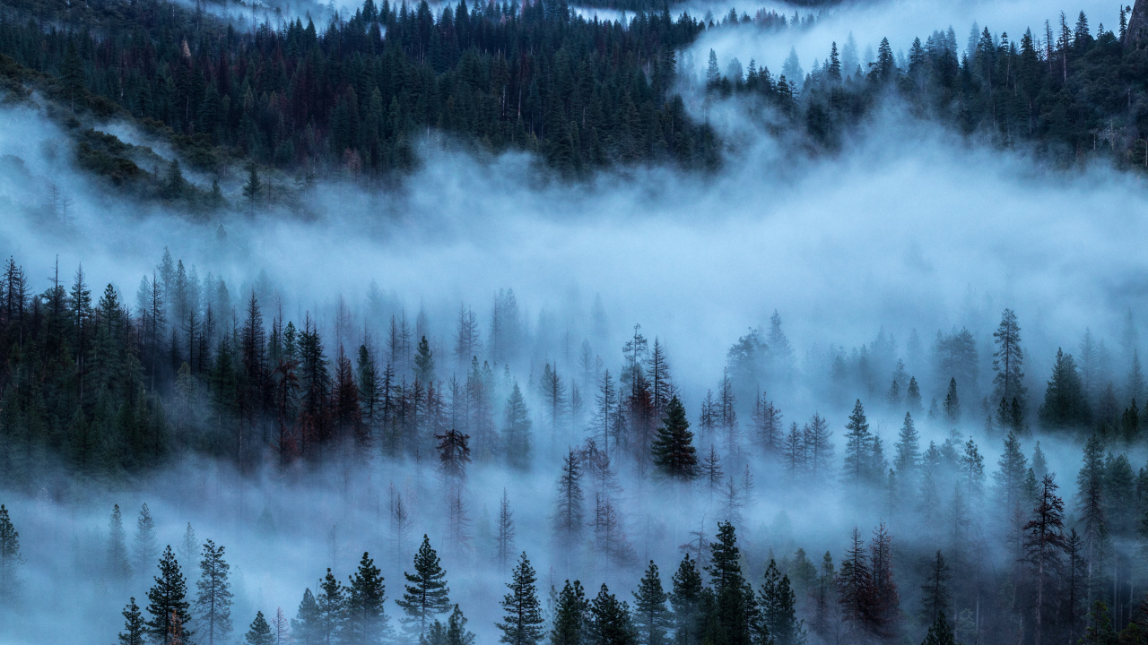 Обои туман, природа, дерево, небо, деревья в разрешении 1280x720