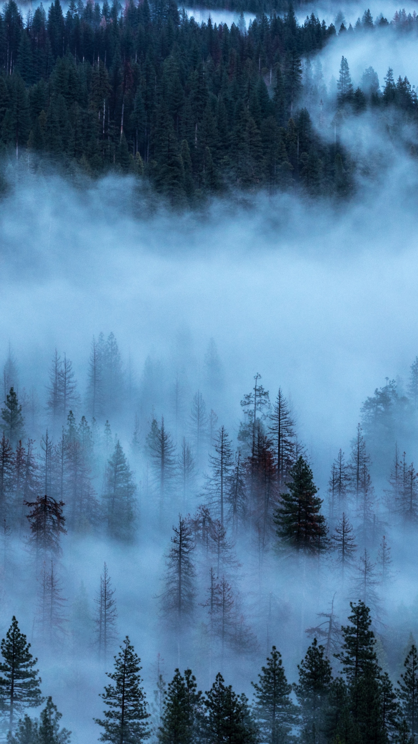 Обои туман, природа, дерево, небо, деревья в разрешении 1440x2560