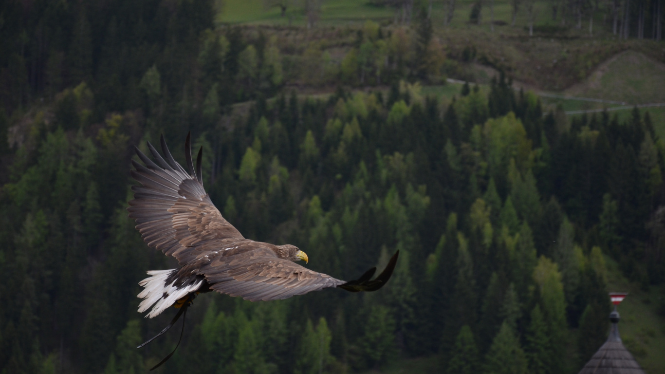 Обои белоголовый Орлан, золотой Орел, Орел, хищная птица, птица в разрешении 1366x768