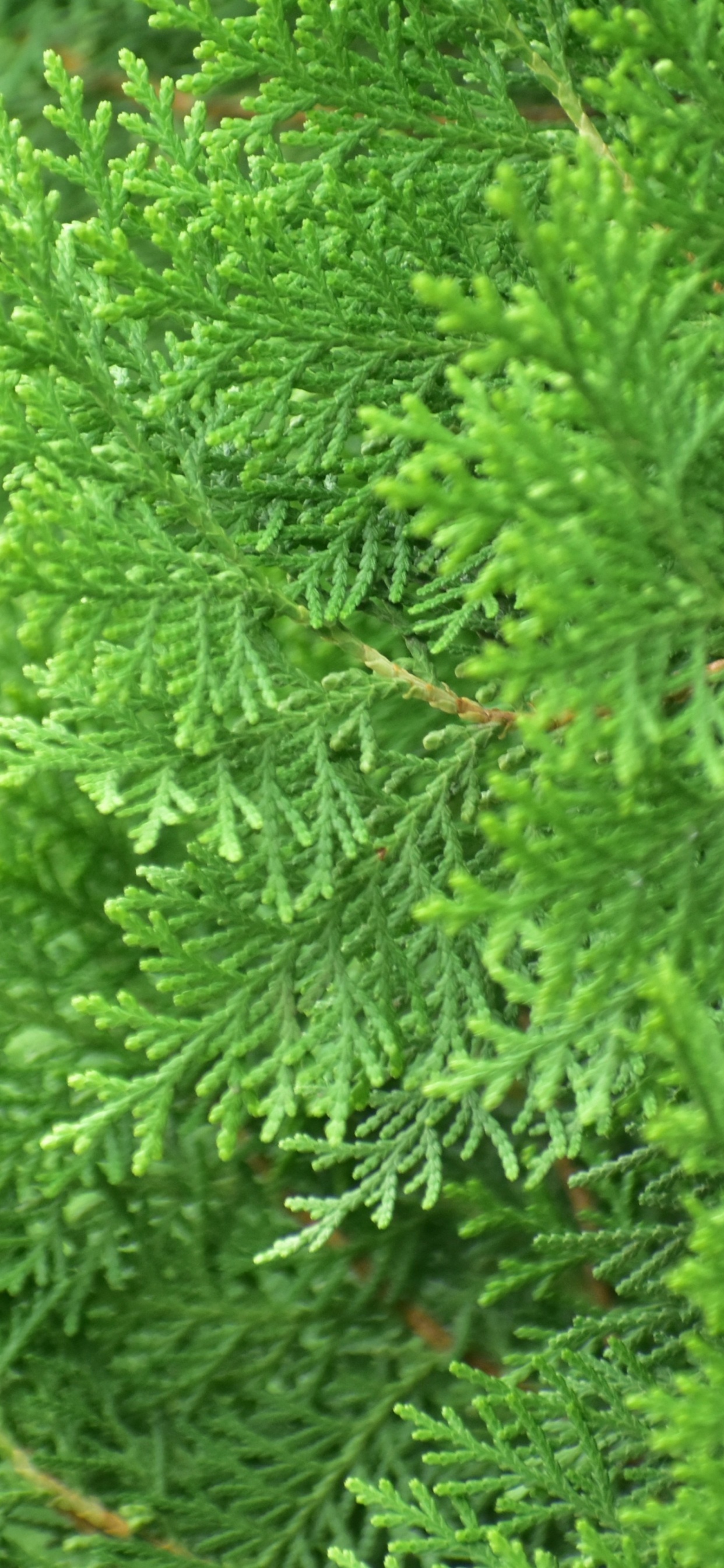 Обои растительность, пихта, вечнозеленое растение, дерево, Хвойные в разрешении 1242x2688