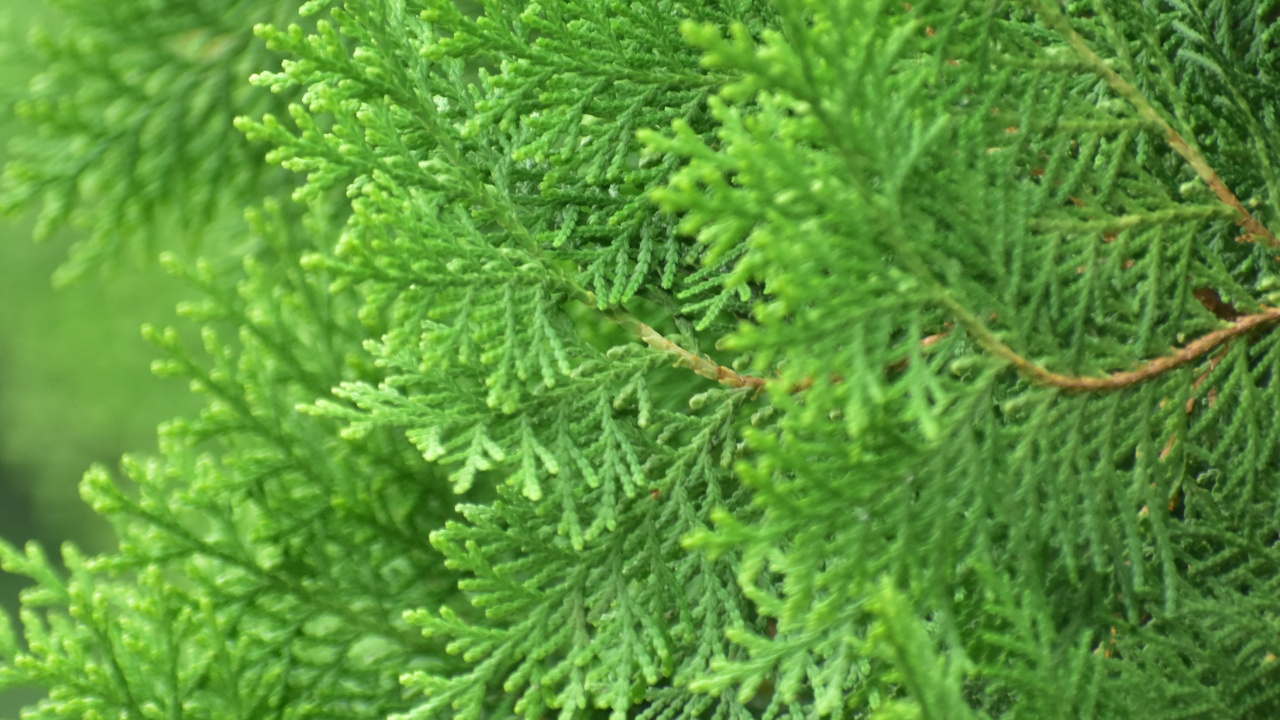 Обои растительность, пихта, вечнозеленое растение, дерево, Хвойные в разрешении 1280x720