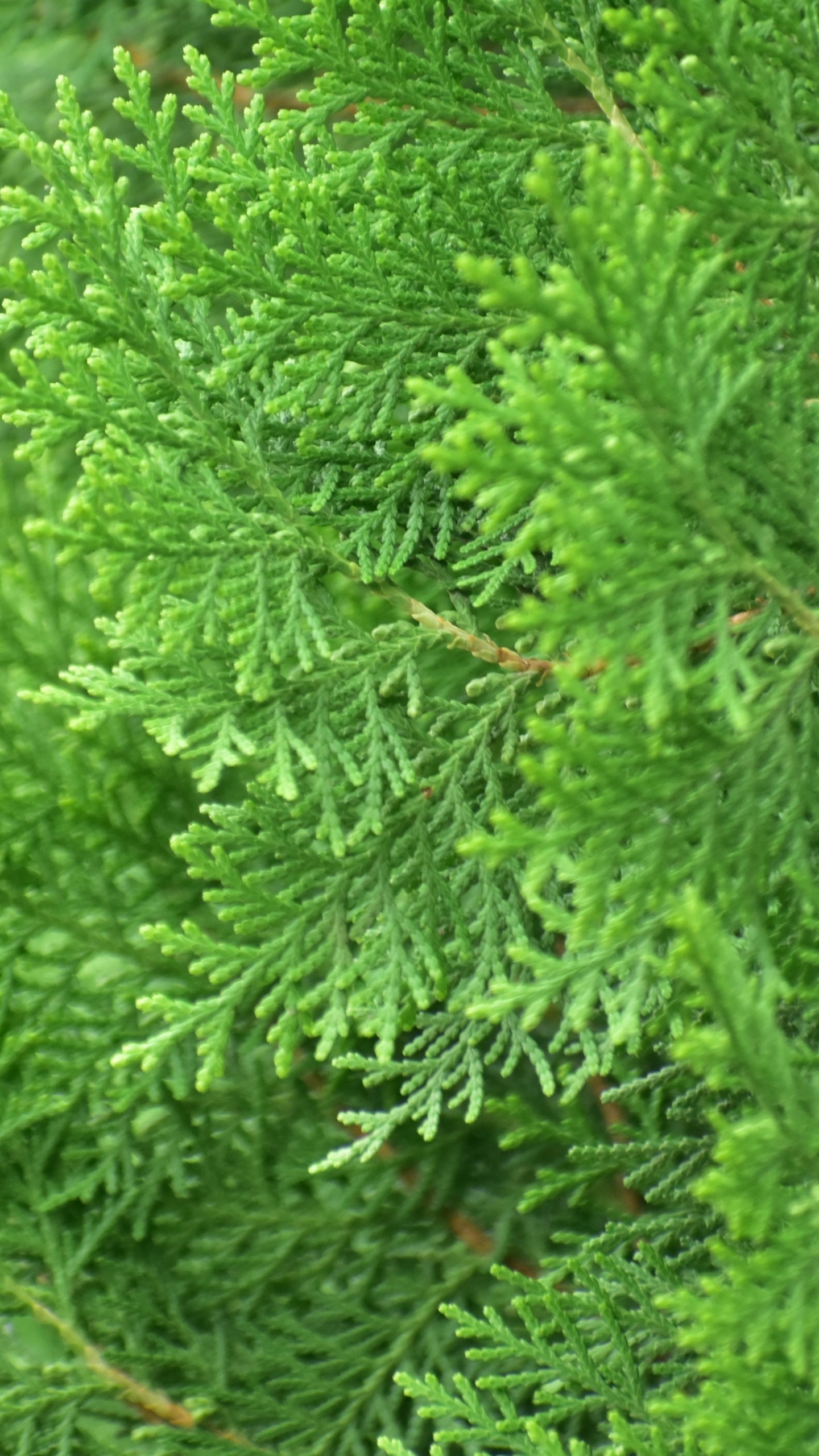 Обои растительность, пихта, вечнозеленое растение, дерево, Хвойные в разрешении 1440x2560