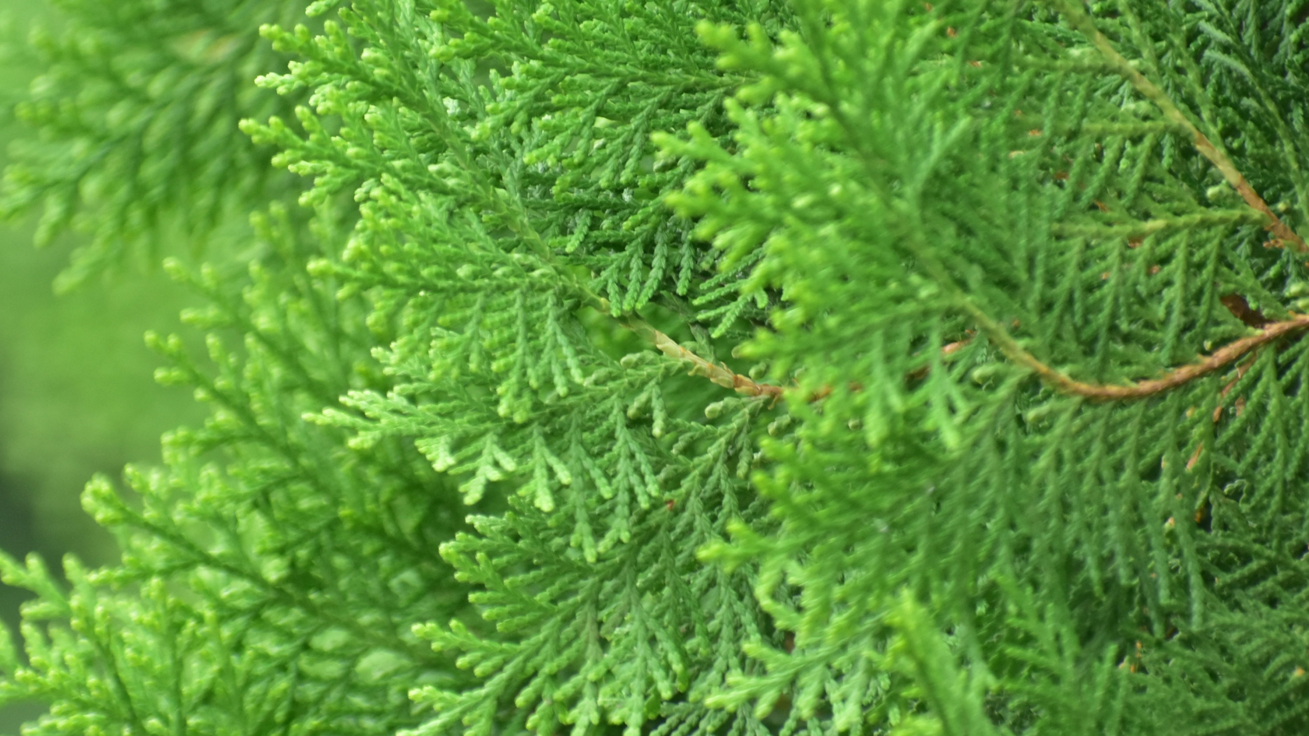 Обои растительность, пихта, вечнозеленое растение, дерево, Хвойные в разрешении 2560x1440