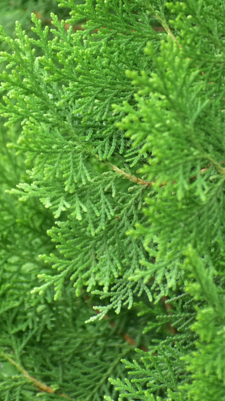 Обои растительность, пихта, вечнозеленое растение, дерево, Хвойные в разрешении 750x1334