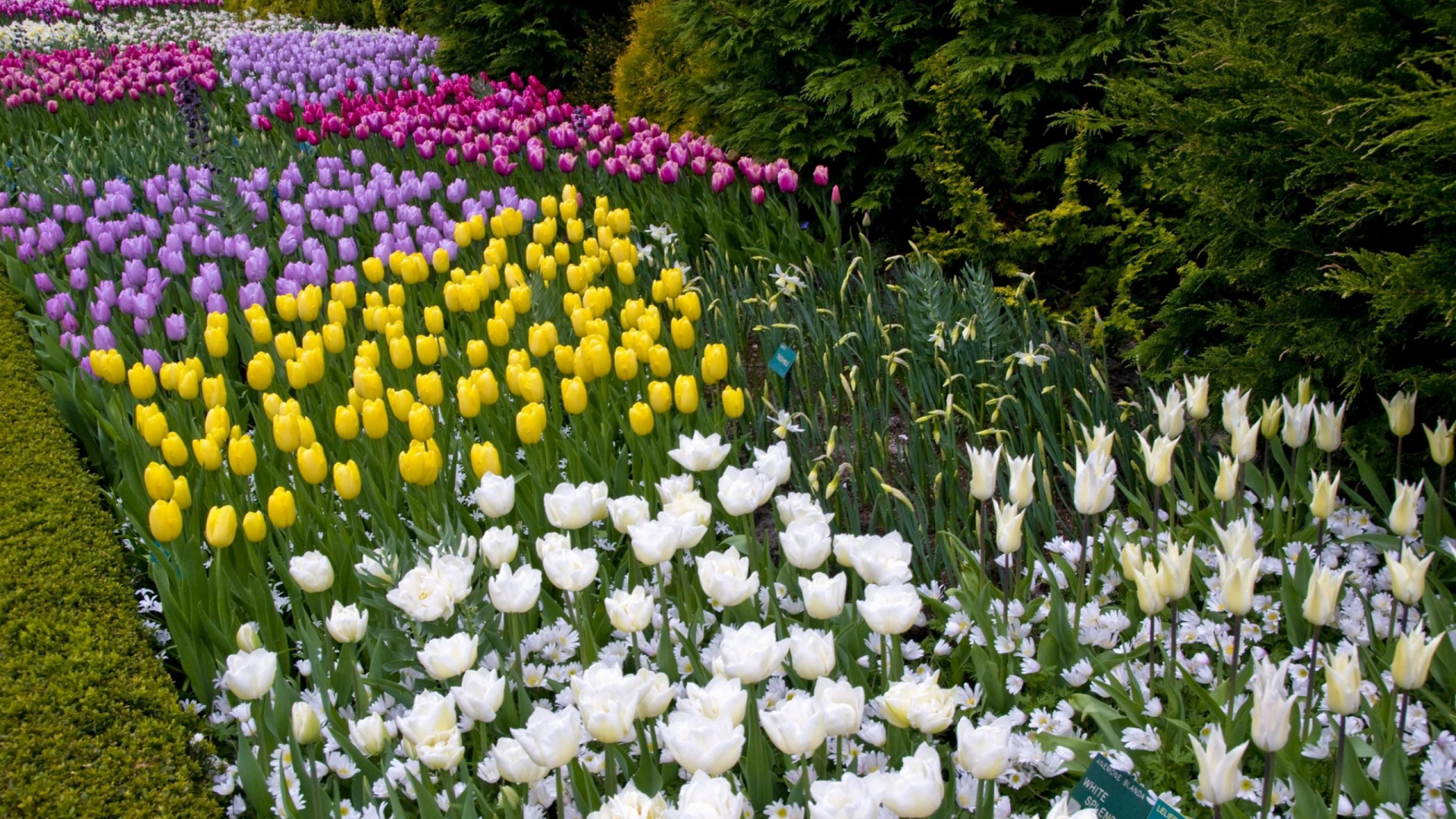 Обои цветковое растение, сад, растение, весна, Ботанический сад в разрешении 1920x1080