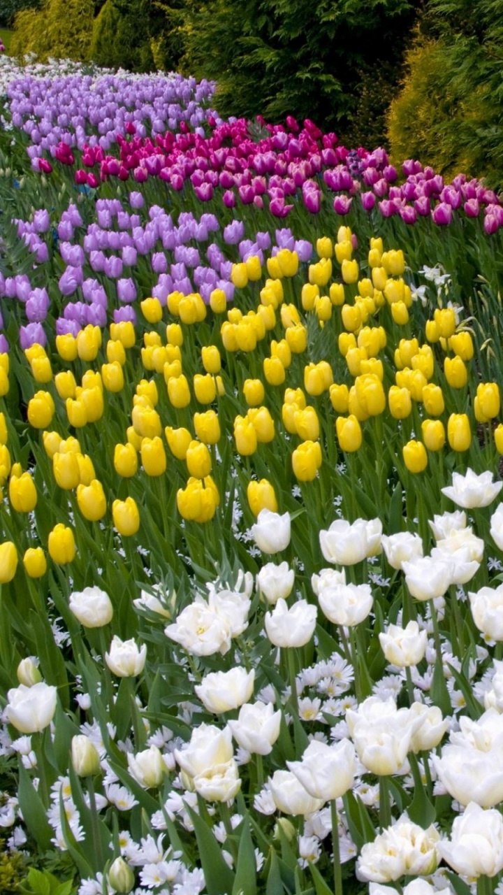 Обои цветковое растение, сад, растение, весна, Ботанический сад в разрешении 720x1280