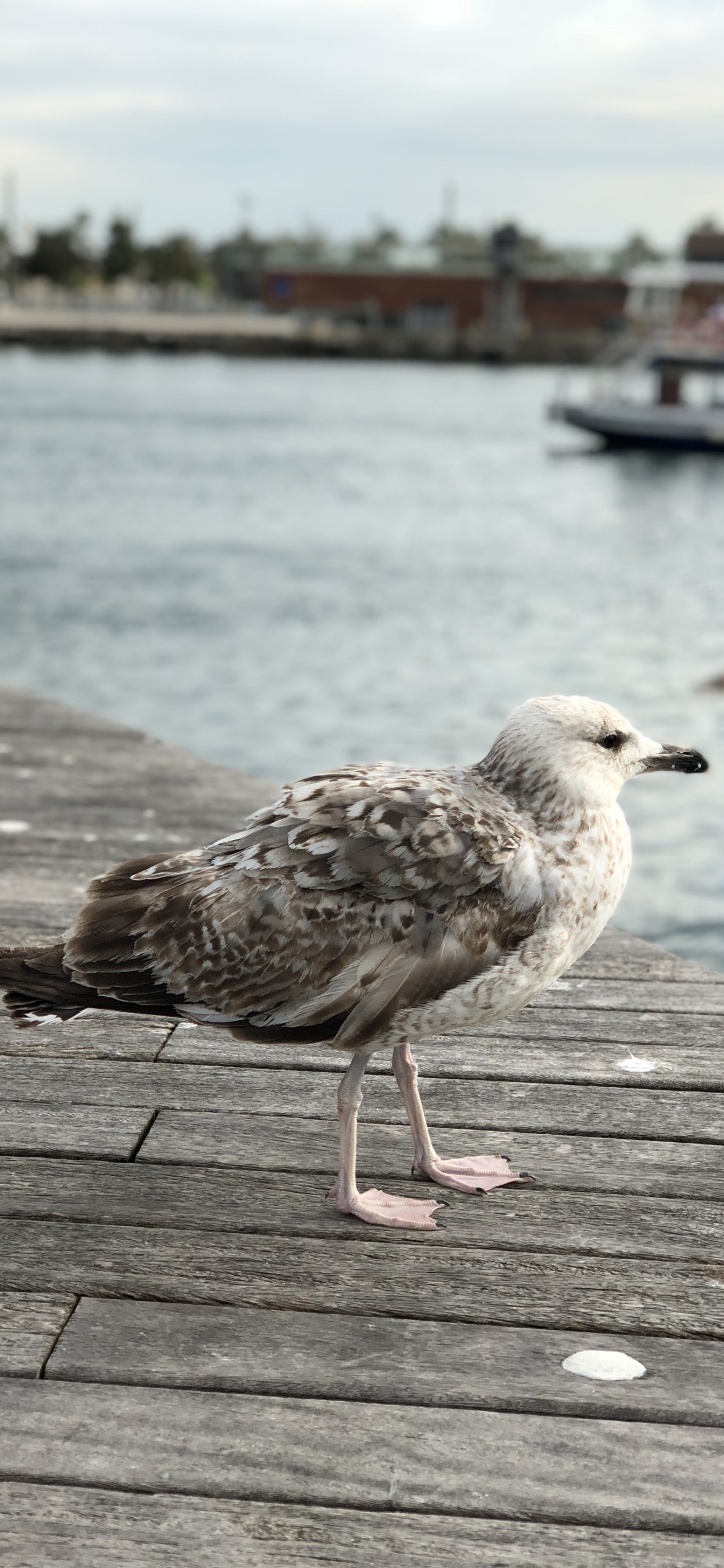 Обои европейская серебристая Чайка, Чайка, вода, древесина, лари в разрешении 1242x2688