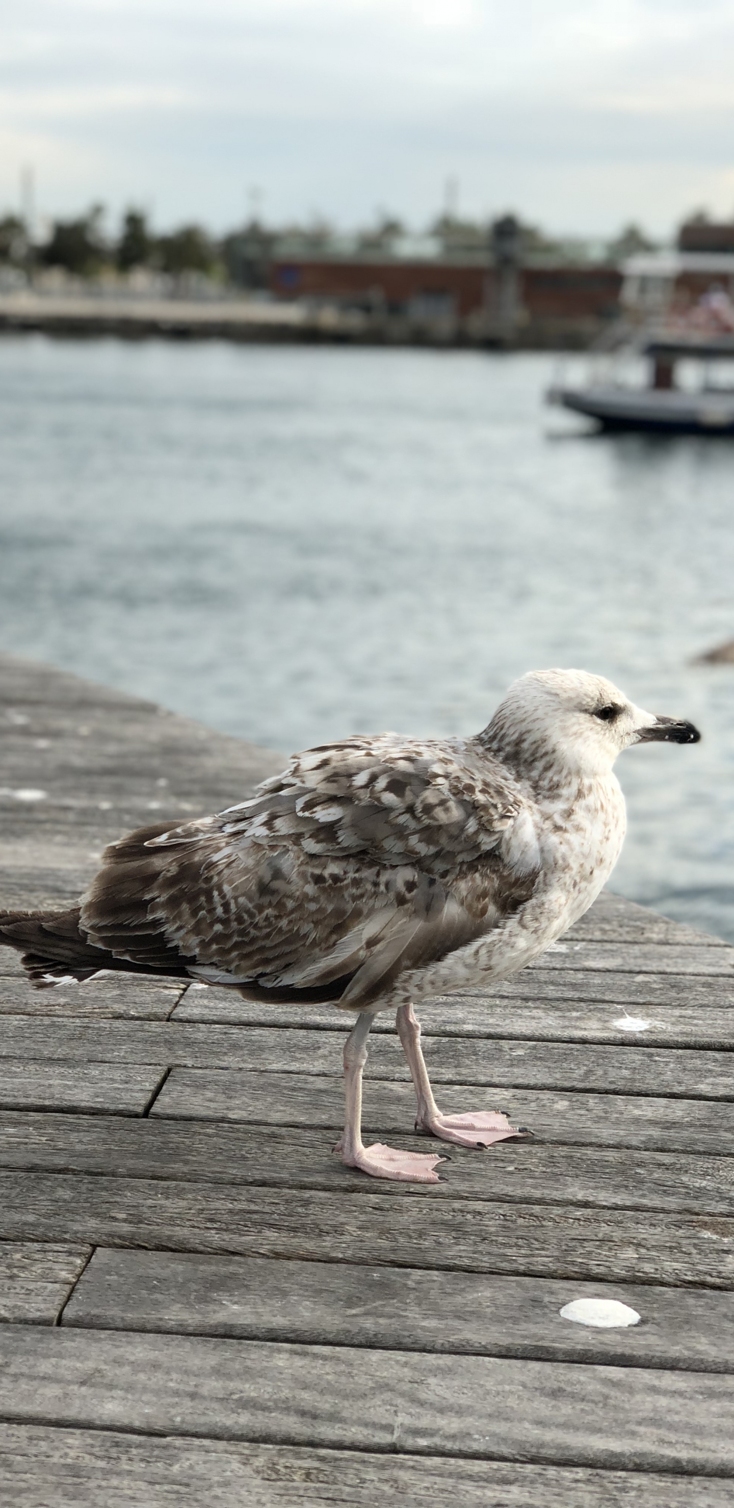 Обои европейская серебристая Чайка, Чайка, вода, древесина, лари в разрешении 1440x2960