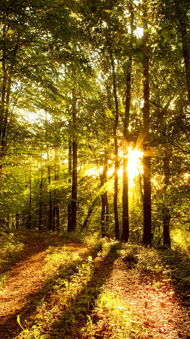 Обои дерево, лес, природа, лесистая местность, растительность в разрешении 720x1280