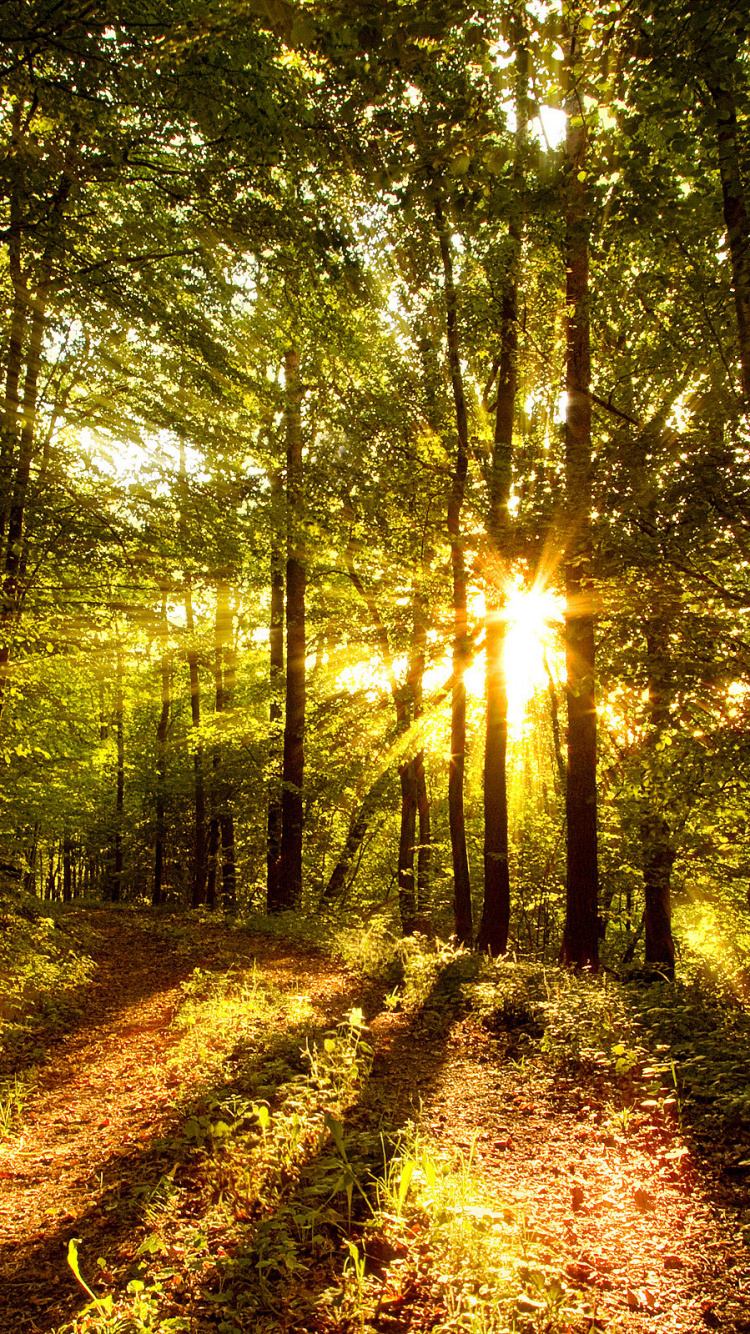 Обои дерево, лес, природа, лесистая местность, растительность в разрешении 750x1334