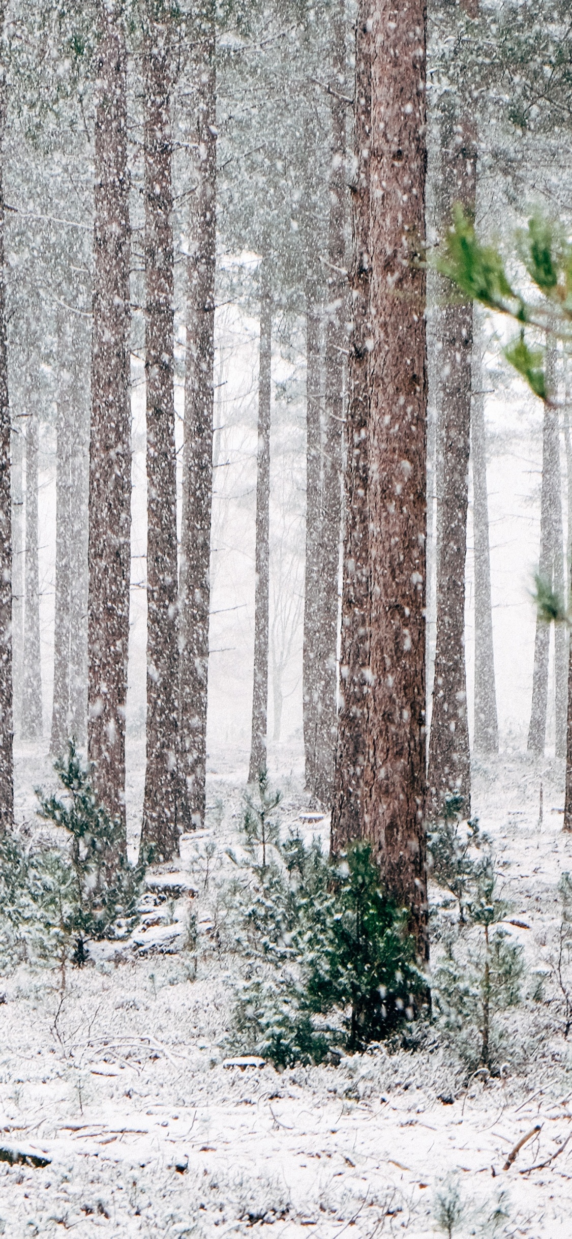 Обои сосны зимой, зима, сосна, дерево, снег в разрешении 1125x2436