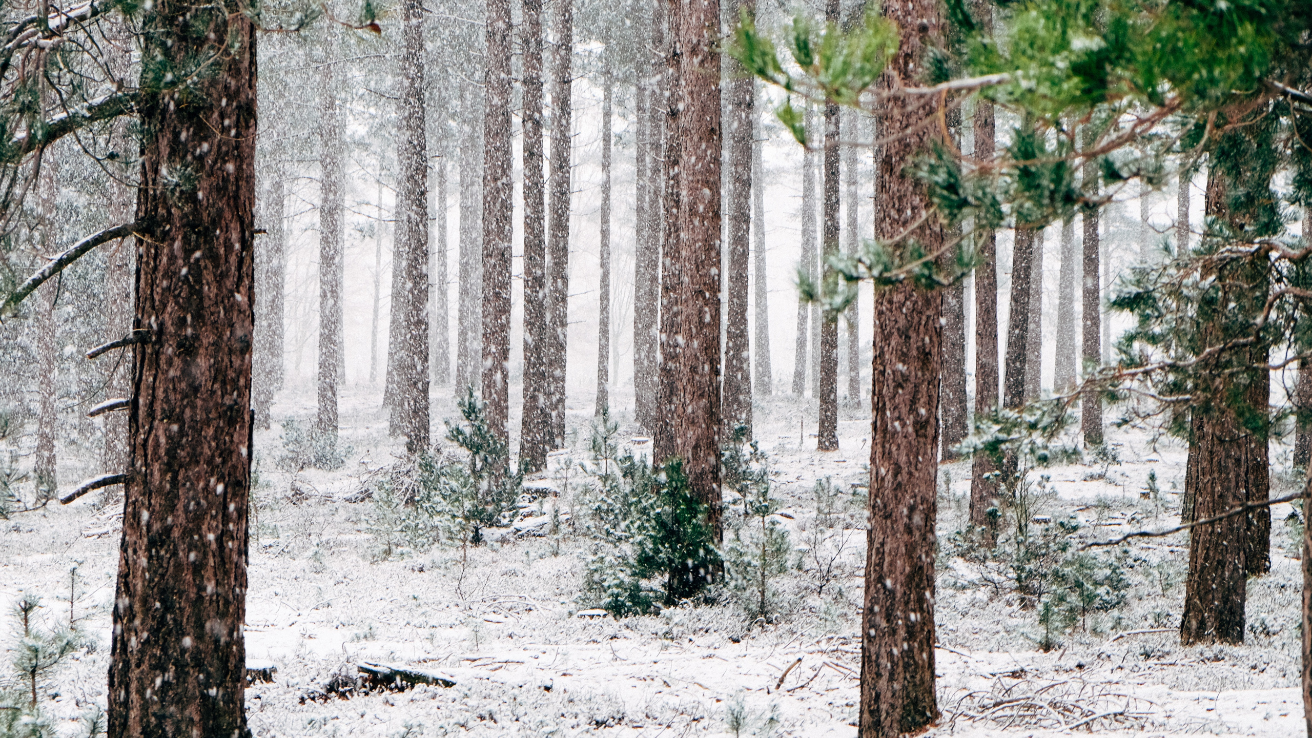 Обои сосны зимой, зима, сосна, дерево, снег в разрешении 2560x1440