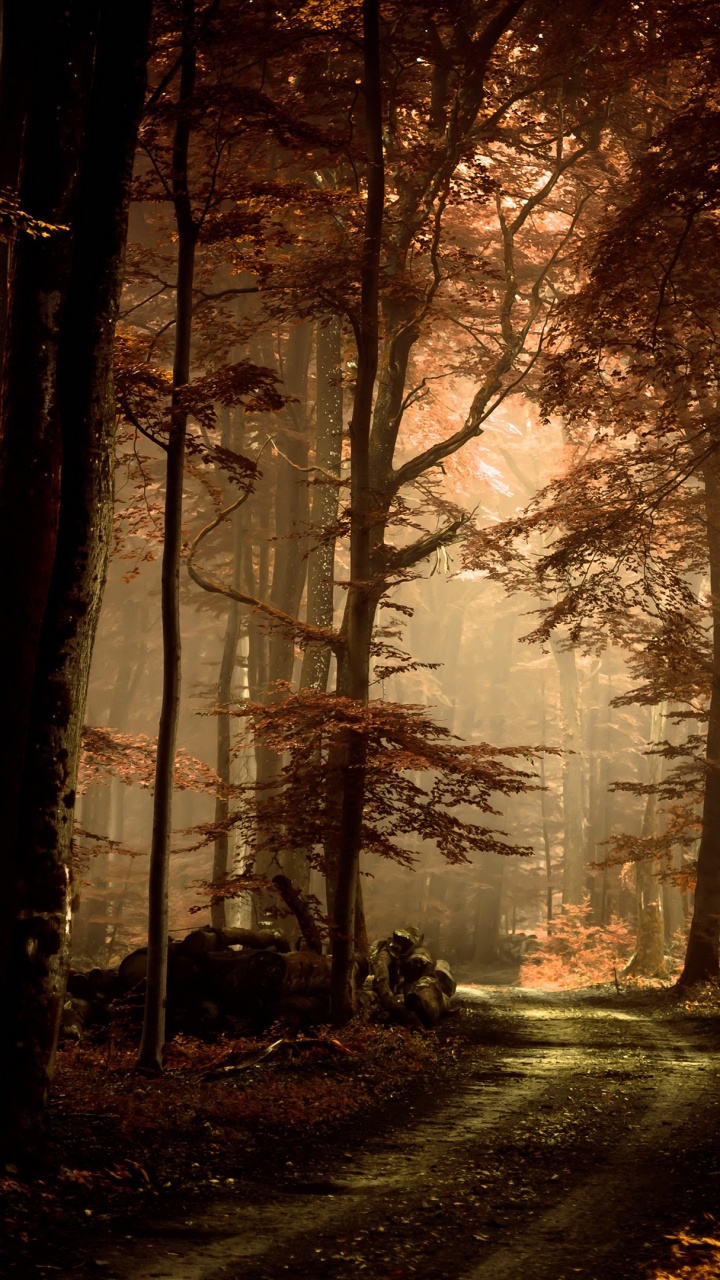 Обои лес, дерево, природа, лесистая местность, солнечный свет в разрешении 720x1280