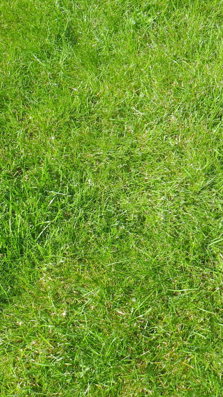 Обои картинка, газон, растение, сенокосное угодье, семейство травы в разрешении 720x1280