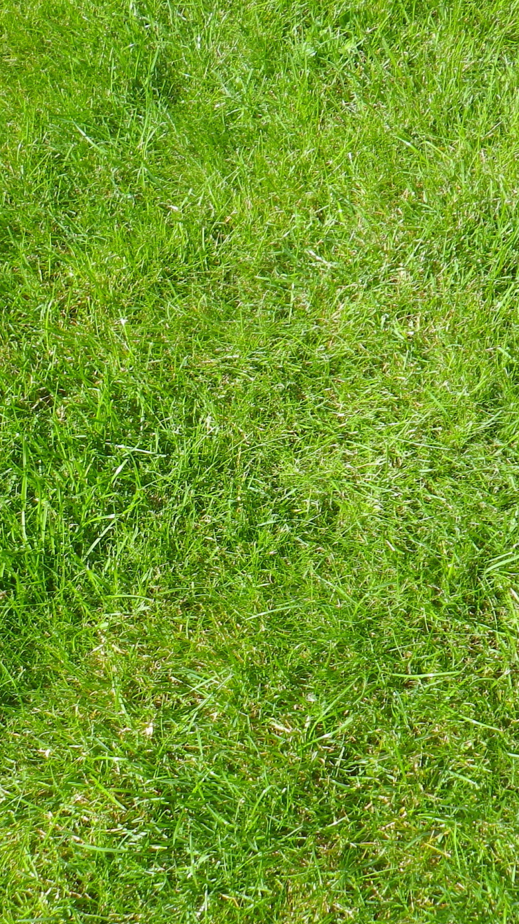 Обои картинка, газон, растение, сенокосное угодье, семейство травы в разрешении 750x1334