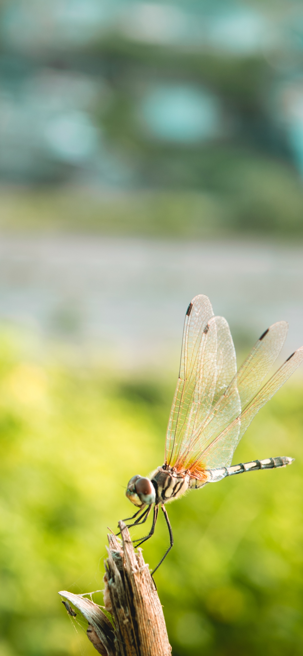 Обои насекомое, стрекозы и бабочки, бабочка, беспозвоночных, крыло в разрешении 1242x2688