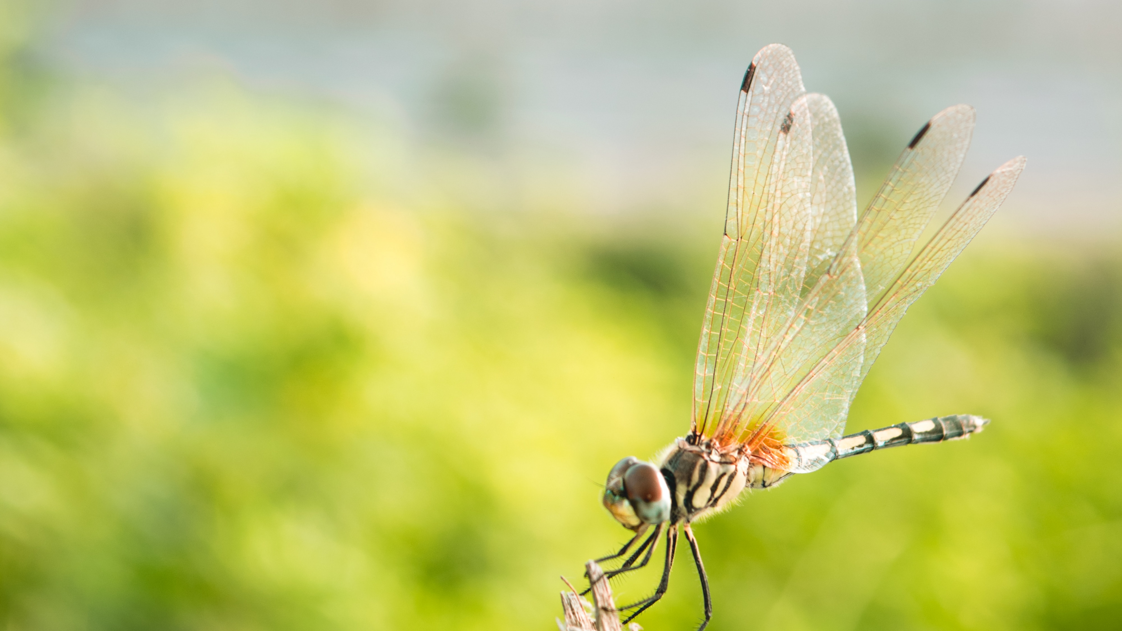 Обои насекомое, стрекозы и бабочки, бабочка, беспозвоночных, крыло в разрешении 3840x2160