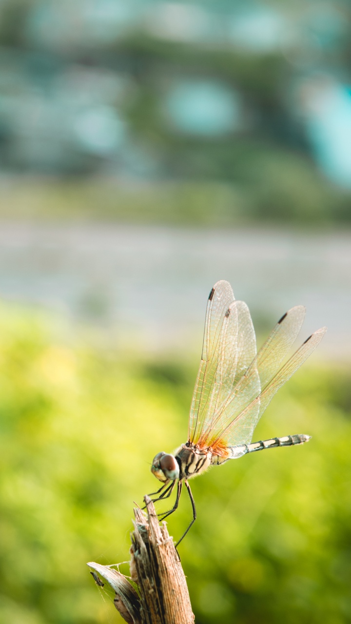 Обои насекомое, стрекозы и бабочки, бабочка, беспозвоночных, крыло в разрешении 720x1280