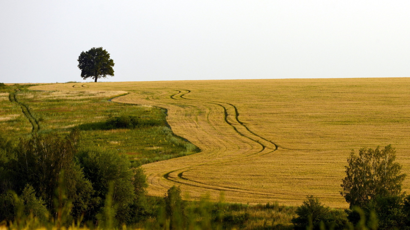 Обои сенокосное угодье, поле, прерия, выгон, пастбище в разрешении 1366x768