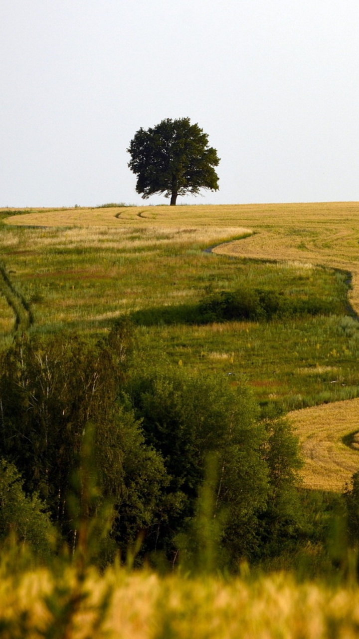 Обои сенокосное угодье, поле, прерия, выгон, пастбище в разрешении 720x1280