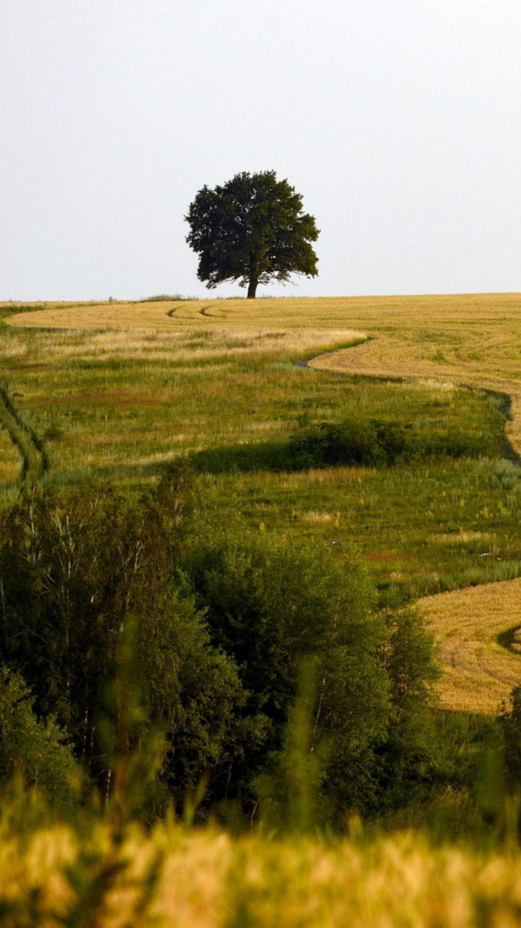 Обои сенокосное угодье, поле, прерия, выгон, пастбище в разрешении 750x1334