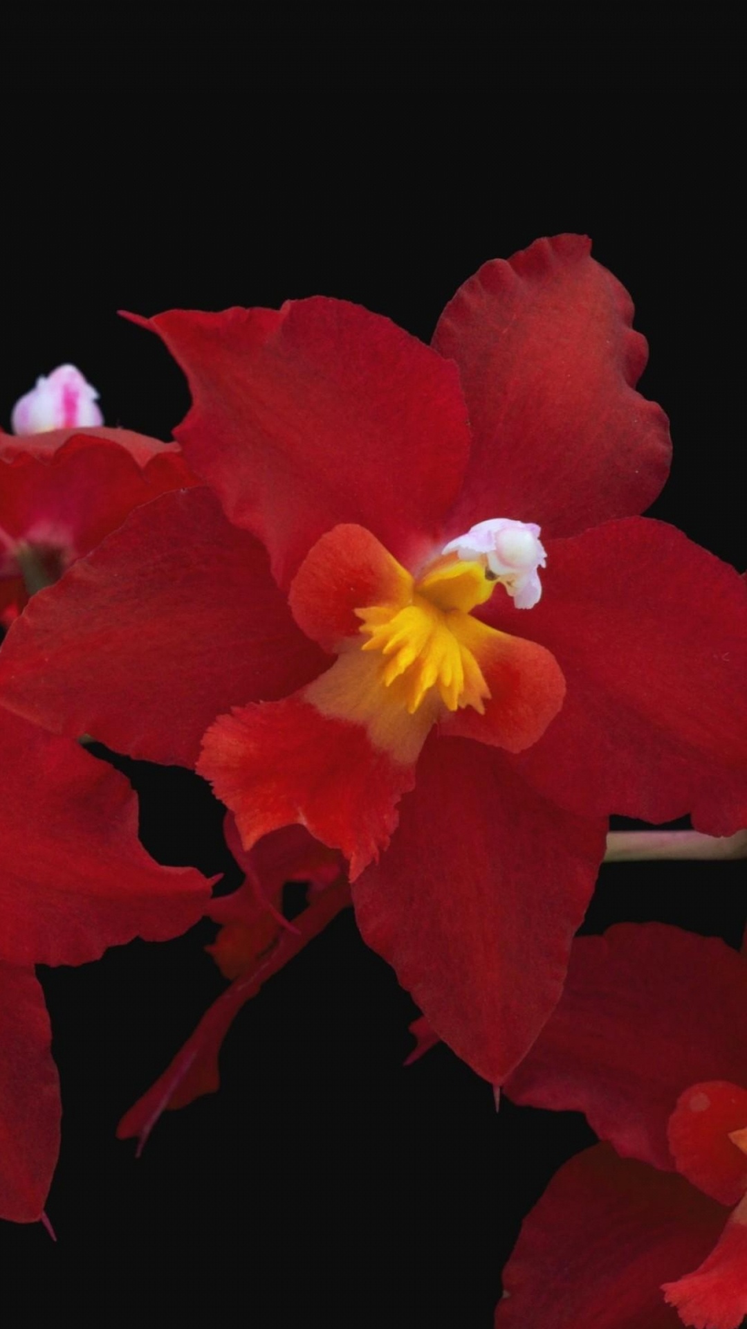 Обои цветковое растение, лепесток, красный цвет, каттлеи, благодарность в разрешении 1080x1920