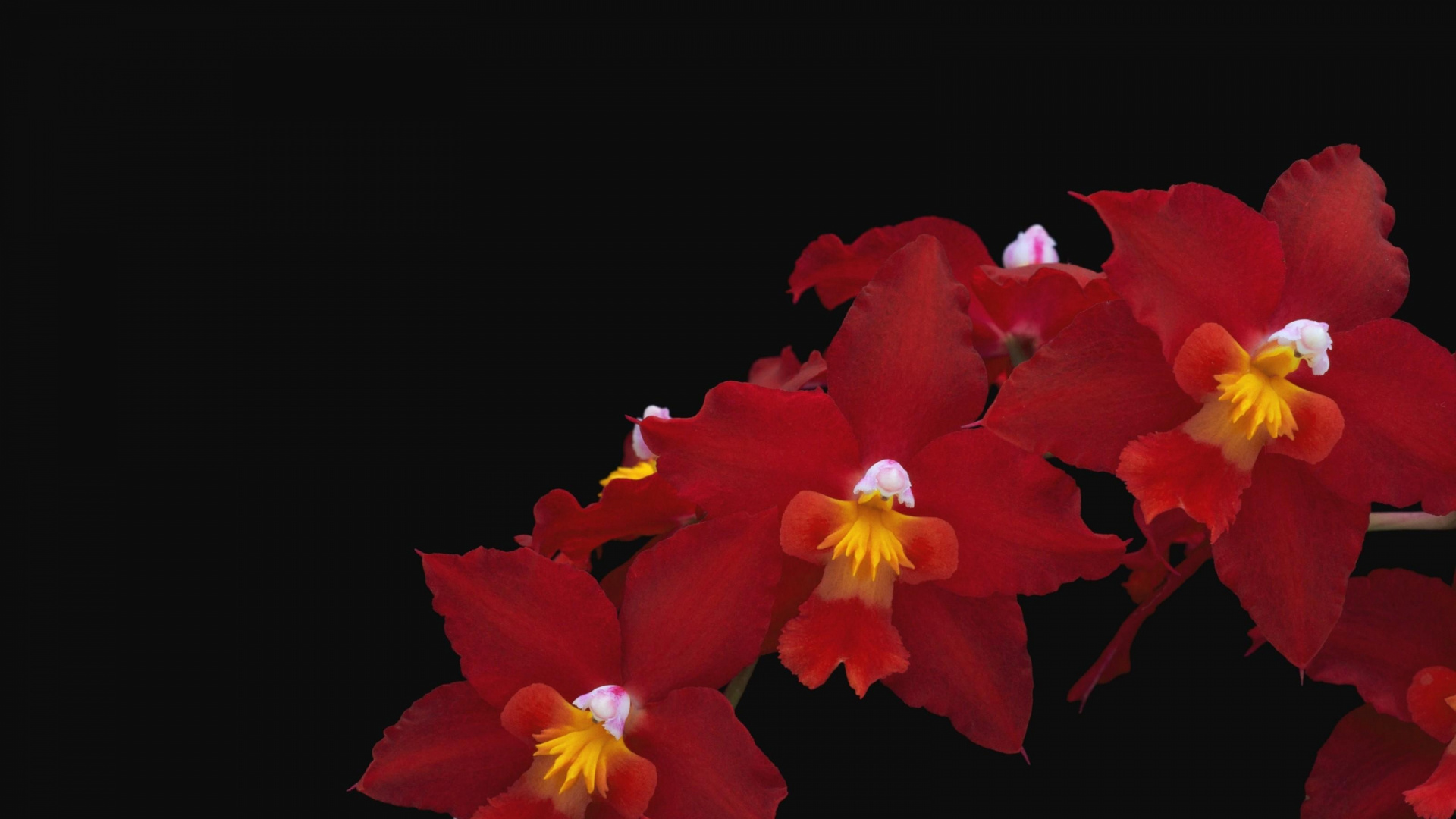 Обои цветковое растение, лепесток, красный цвет, каттлеи, благодарность в разрешении 1920x1080