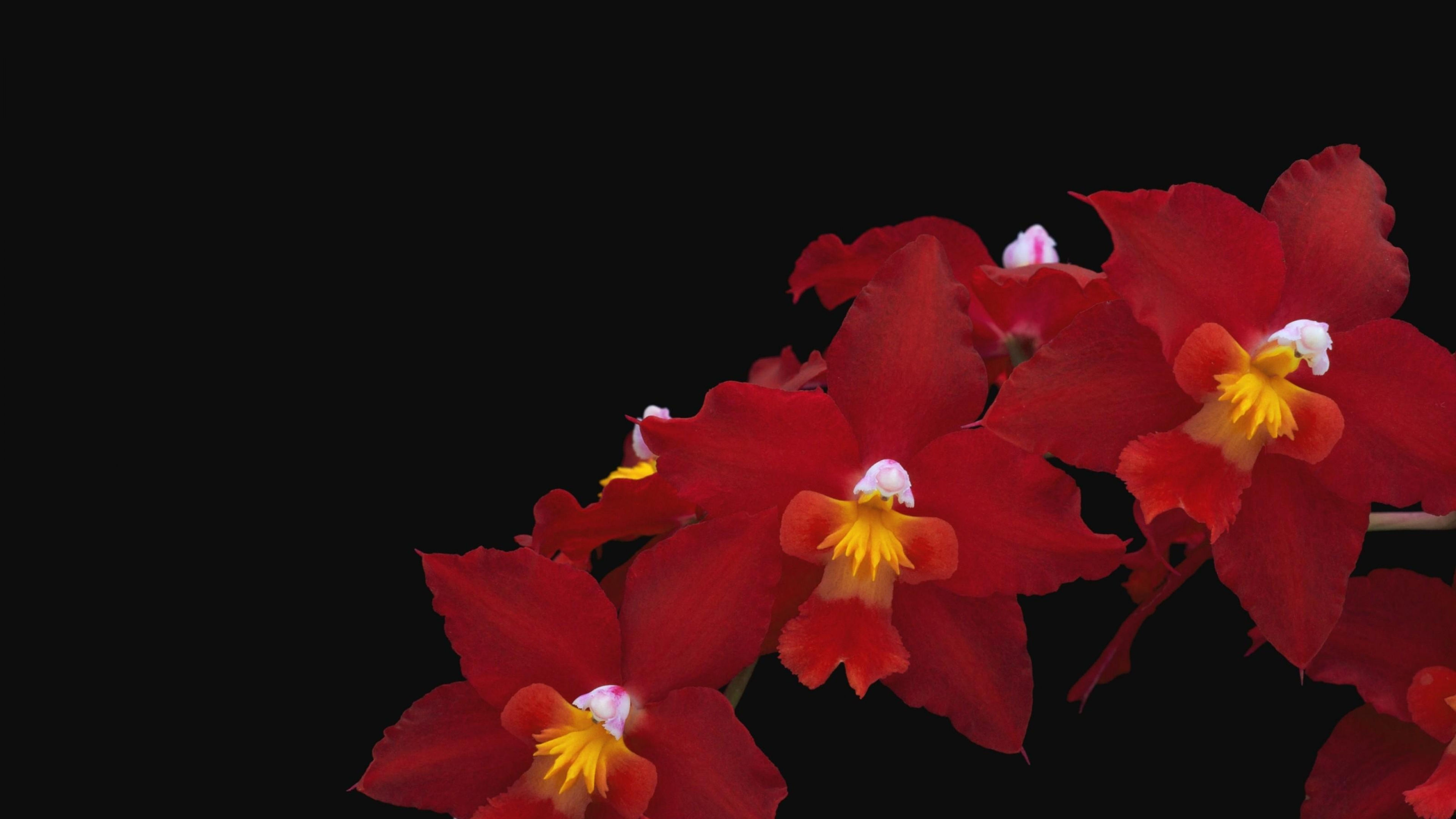 Обои цветковое растение, лепесток, красный цвет, каттлеи, благодарность в разрешении 3840x2160