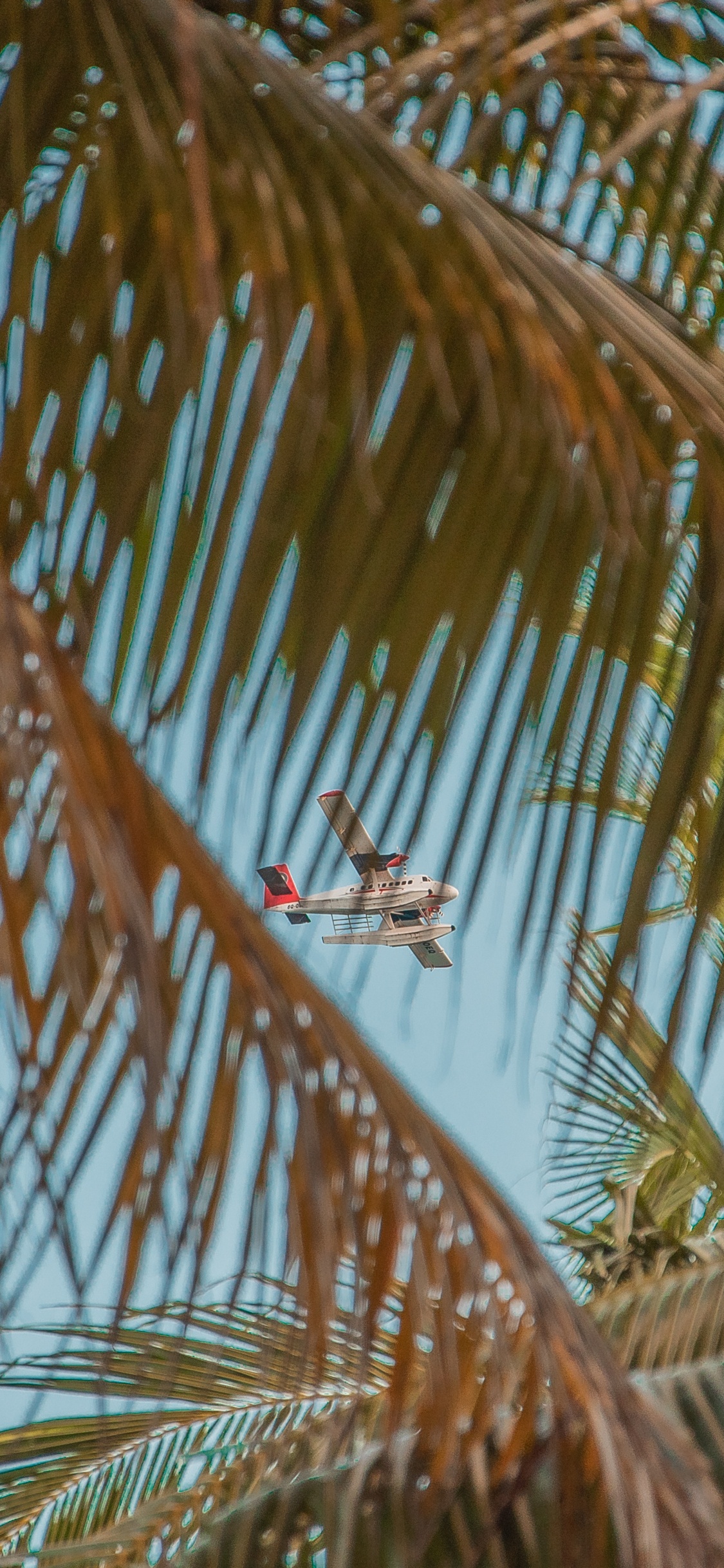 Обои Пальма, крупный план, лист, трава, дерево в разрешении 1125x2436