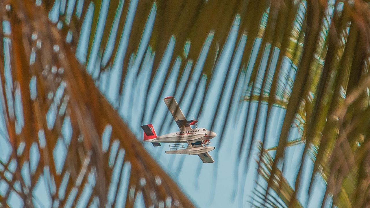 Обои Пальма, крупный план, лист, трава, дерево в разрешении 1280x720