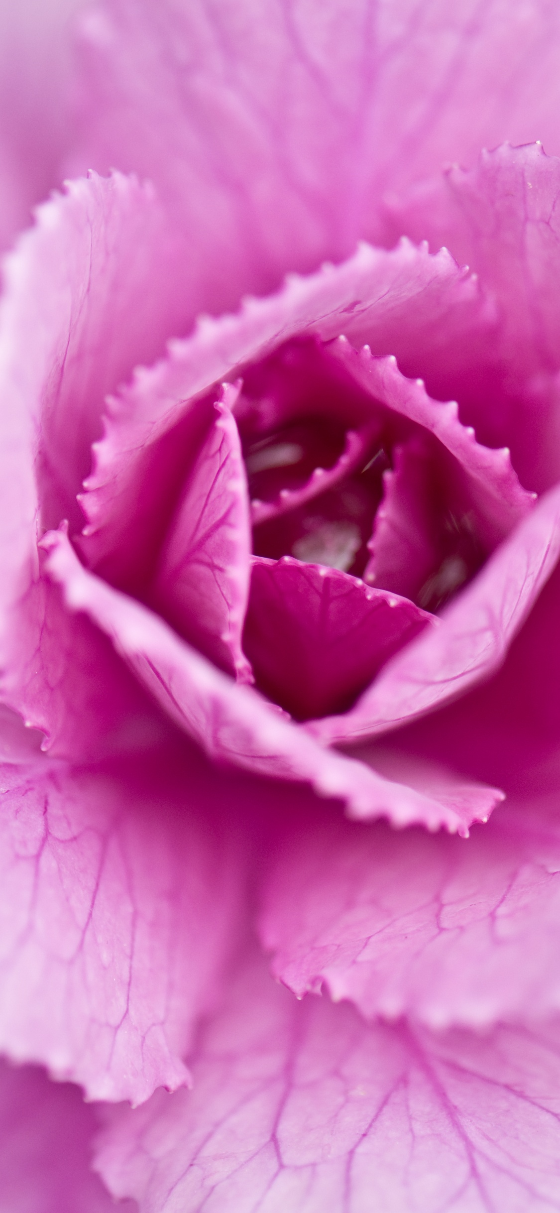 Обои крупный план, капуста, лепесток, розовый, цветок в разрешении 1125x2436