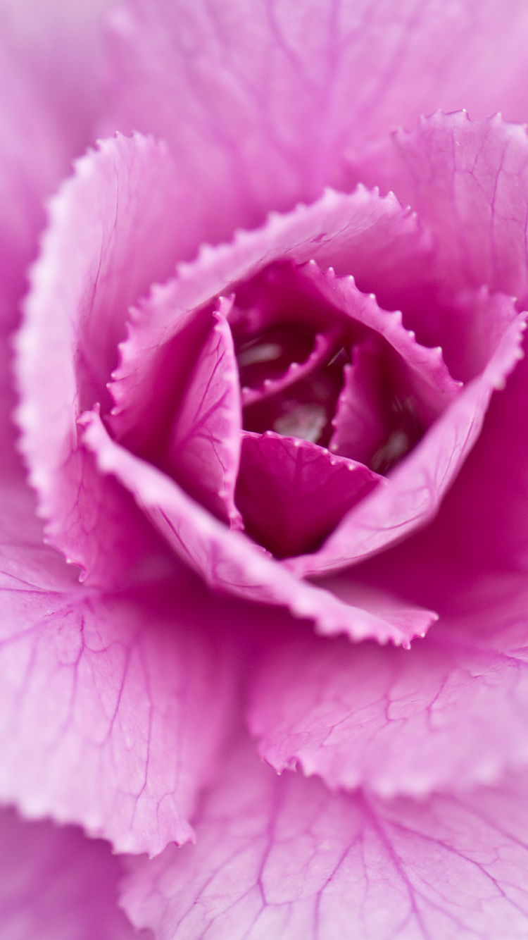 Обои крупный план, капуста, лепесток, розовый, цветок в разрешении 750x1334