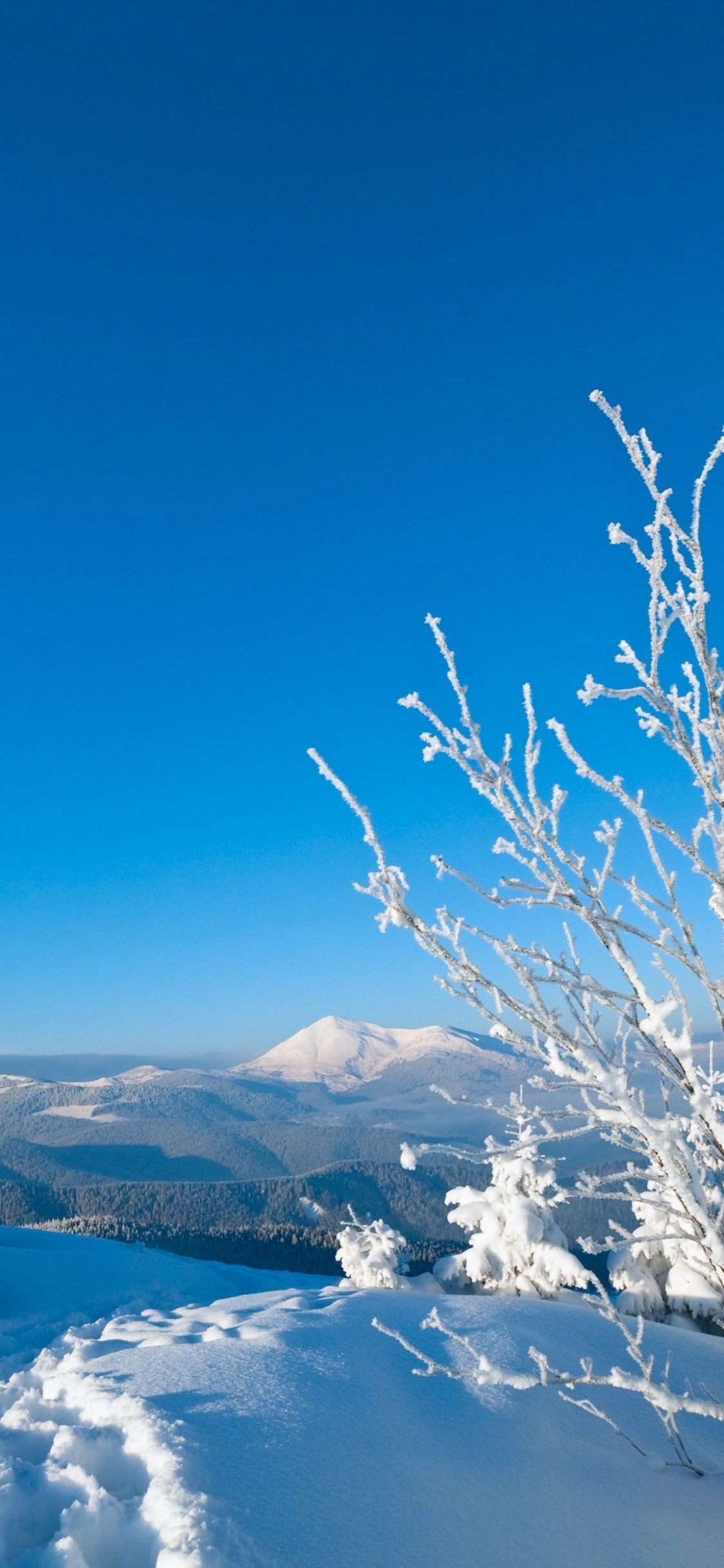 Обои зима, снег, дерево, мороз, замораживание в разрешении 1125x2436