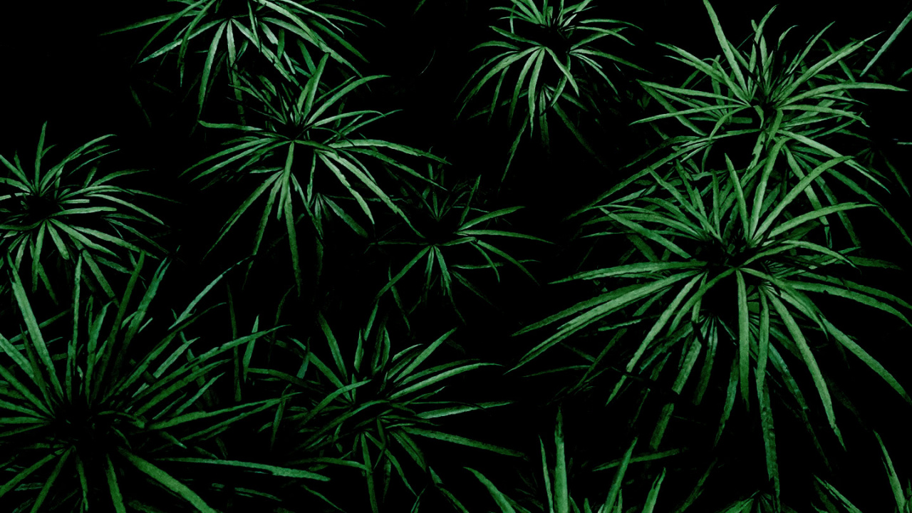 Обои растительность, лист, дерево, растение, наземное растение в разрешении 1280x720