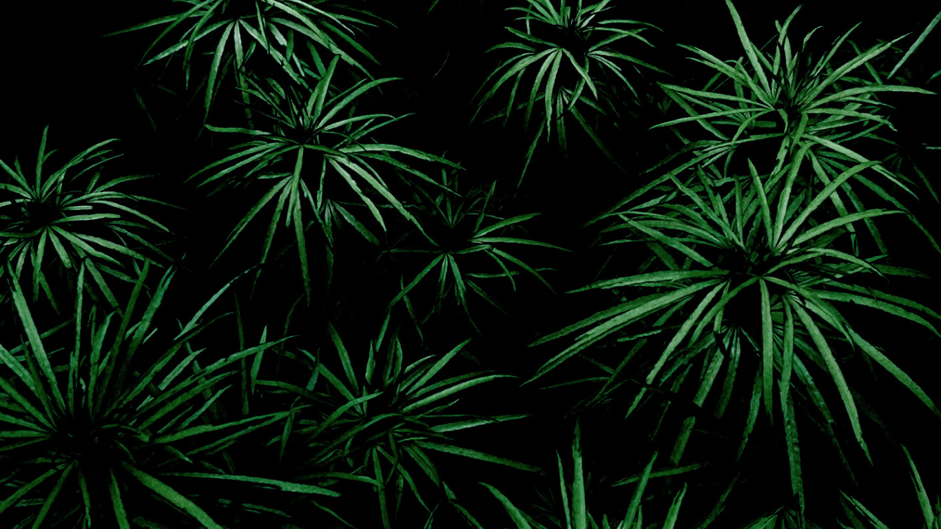 Обои растительность, лист, дерево, растение, наземное растение в разрешении 1366x768