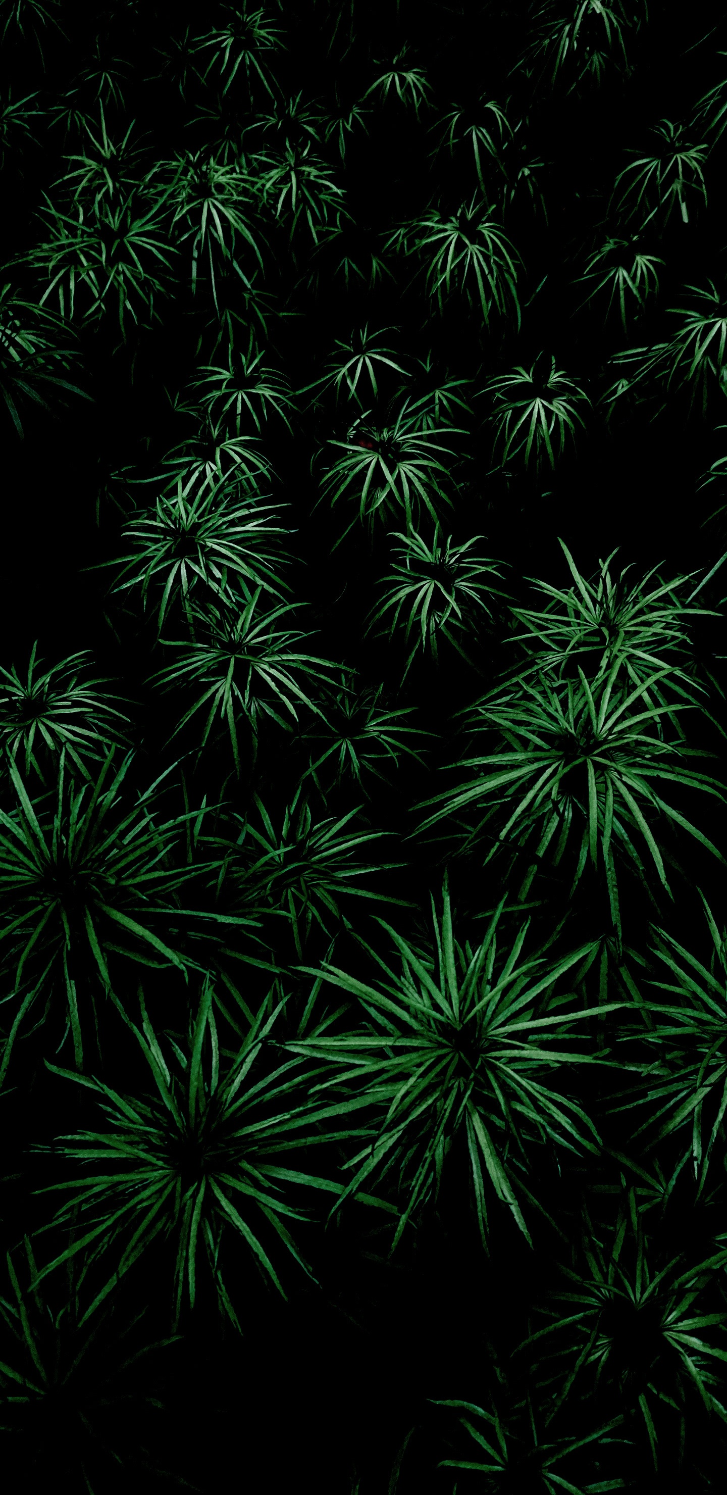 Обои растительность, лист, дерево, растение, наземное растение в разрешении 1440x2960