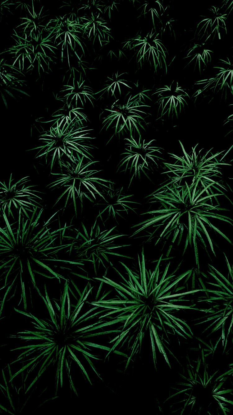 Обои растительность, лист, дерево, растение, наземное растение в разрешении 750x1334